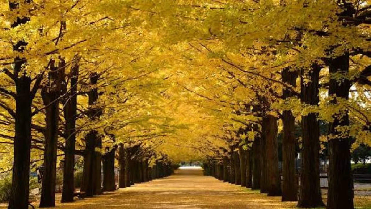 Tachikawa japan