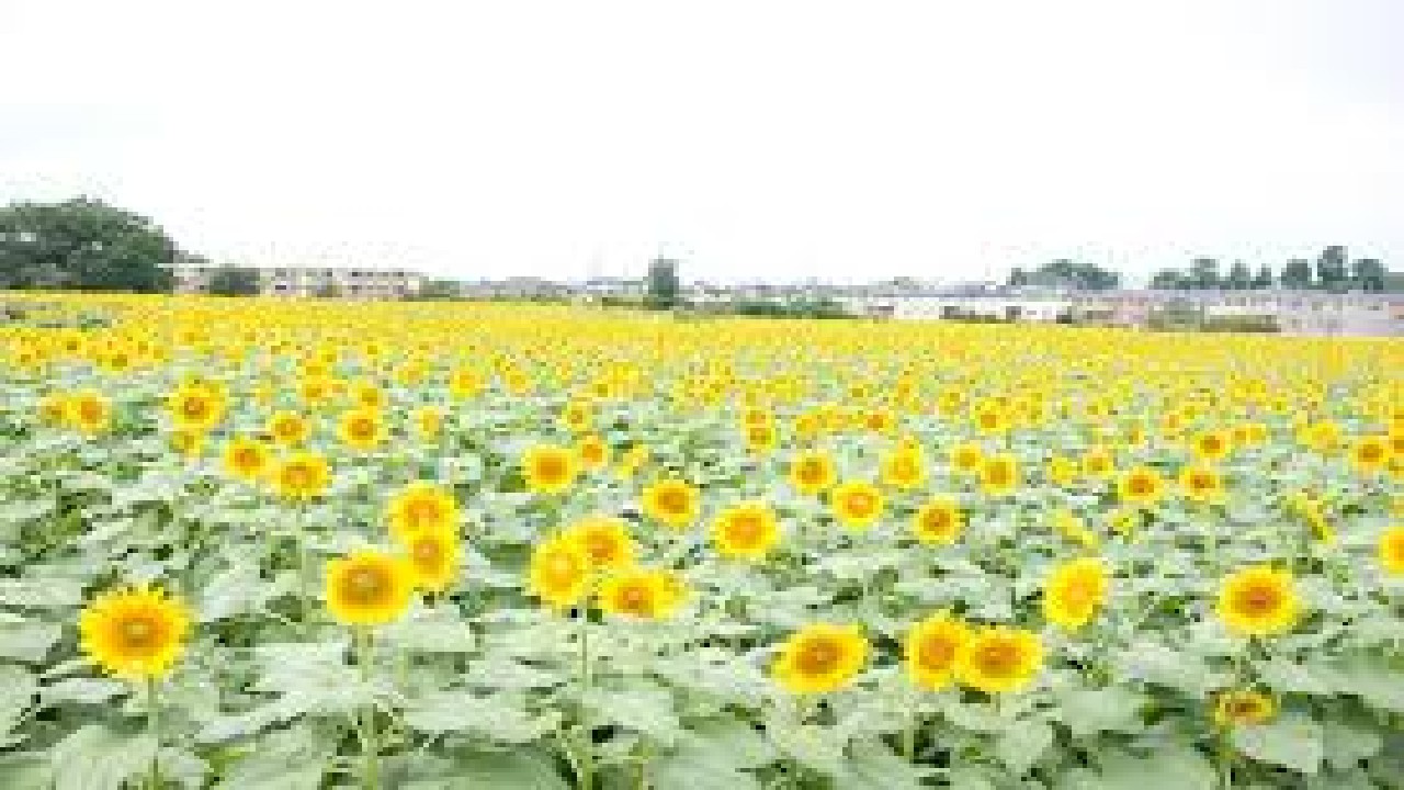 Kiyose
