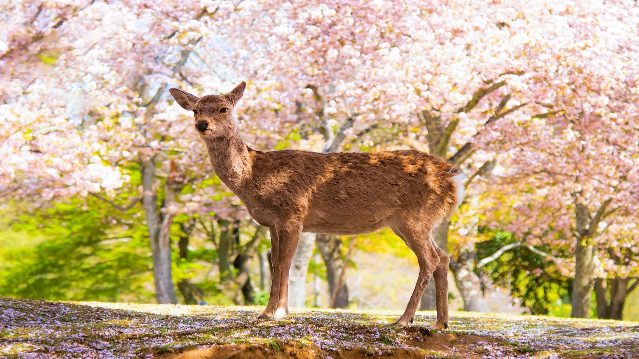 Nara Spring Cultural Carnival
