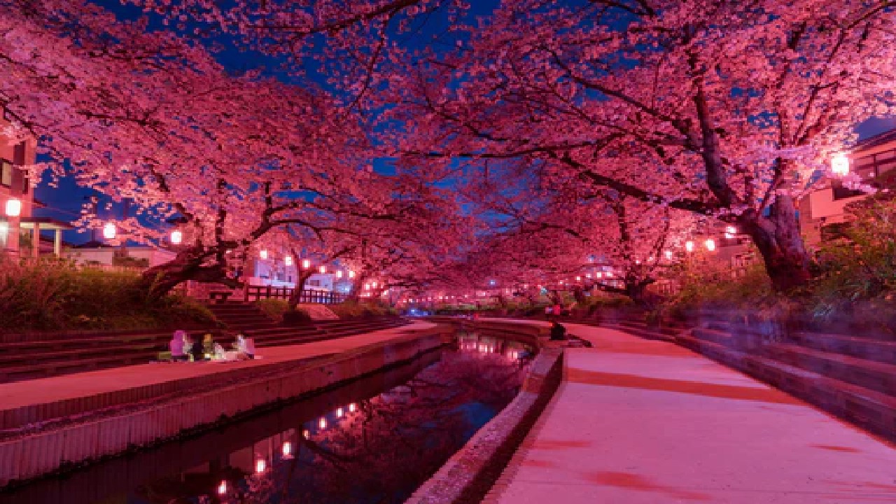 Tokyo Cherry Blossom Night Festival