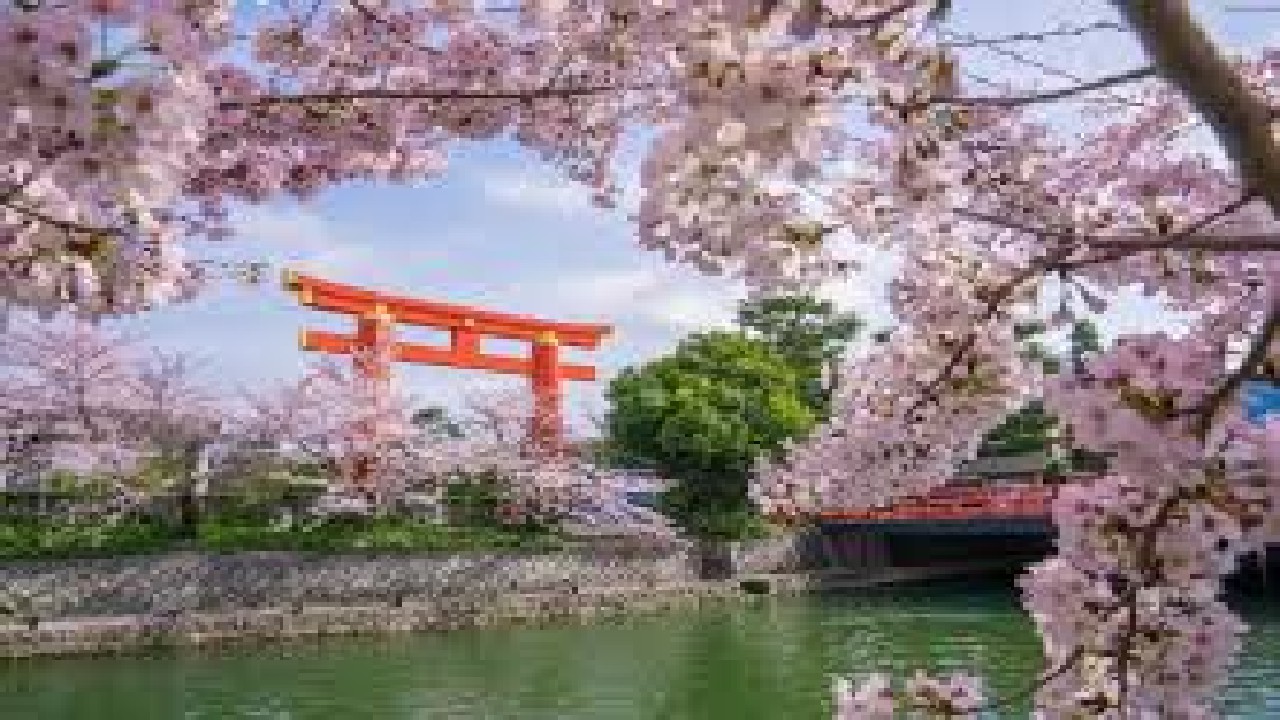 Kyoto Cherry Blossom Cultural Festival