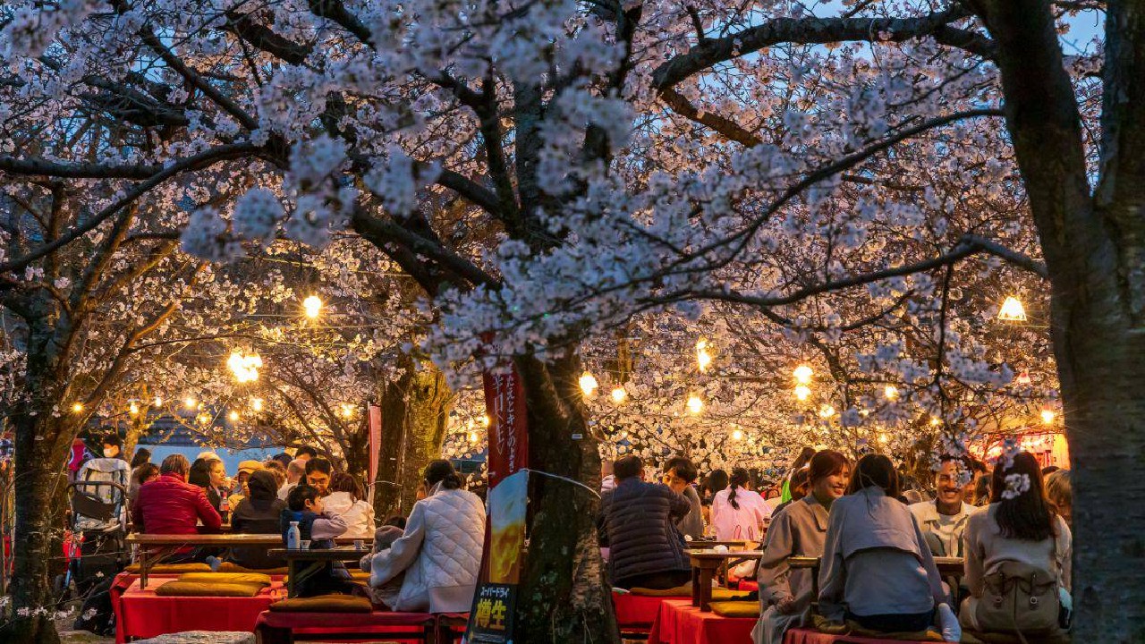 Kyoto Sakura Spring Festival