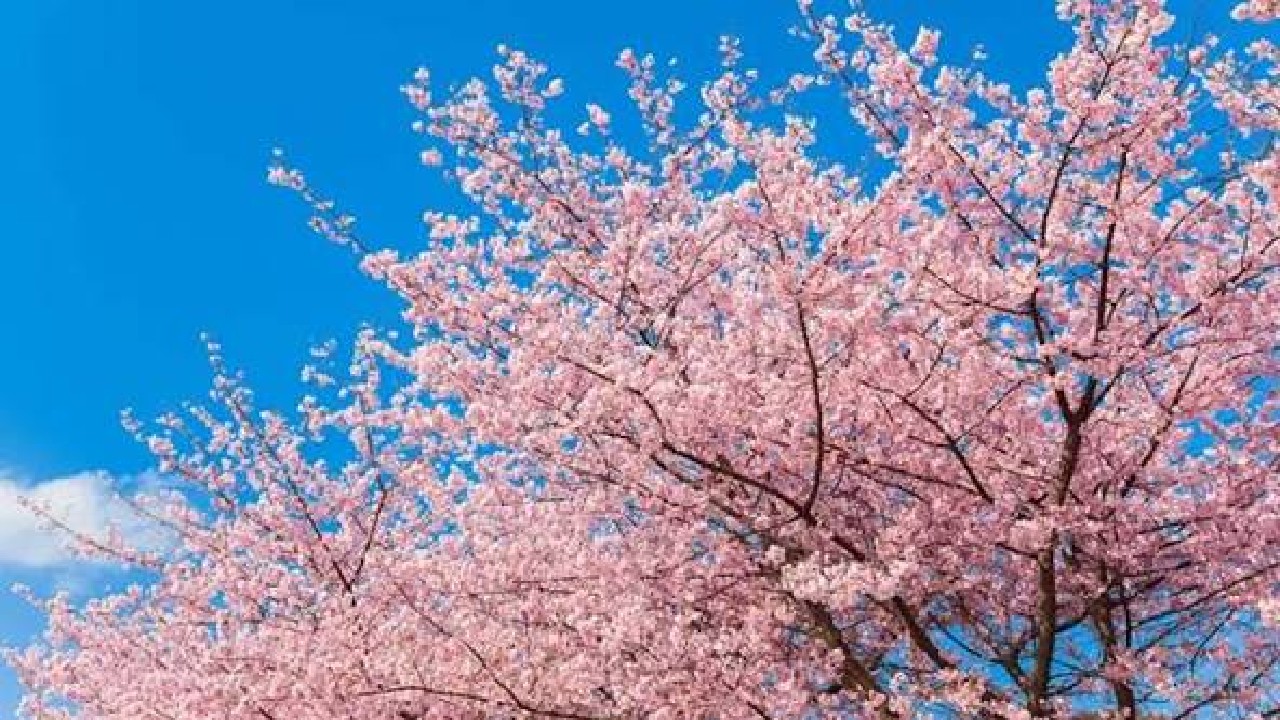Sakura